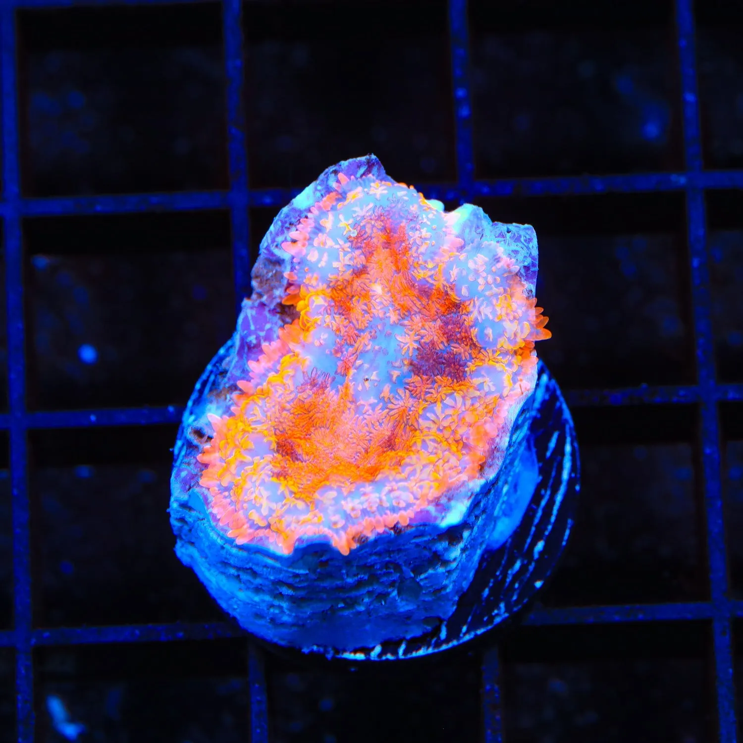 TSA Sunrise at Sea Rhodactis Mushroom Coral