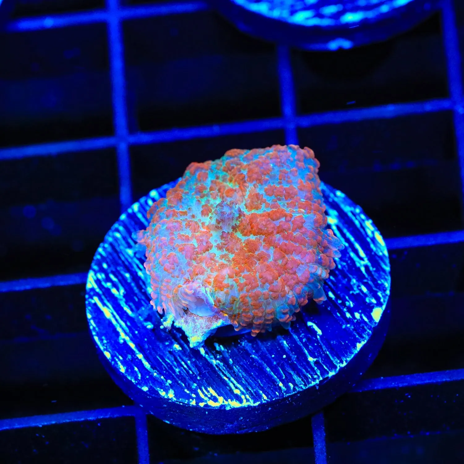 Ultra Rhodactis Mushroom Coral